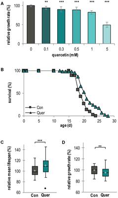 Quercetin-Induced Lifespan Extension in Podospora anserina Requires Methylation of the Flavonoid by the O-Methyltransferase PaMTH1